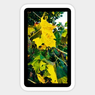 Beautiful Yellow Fall leaves Sticker